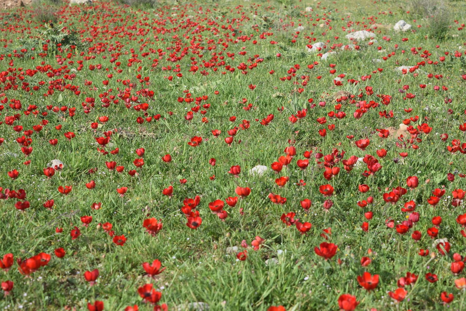 Ranunculus asiaticus L.